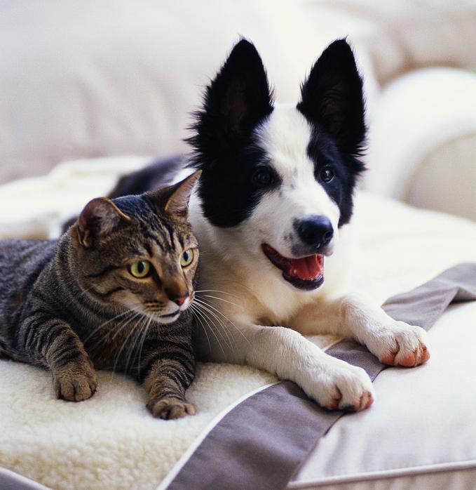 dog and cat2