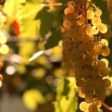 Piaţa vinului românesc dă semne de revenire în 2011