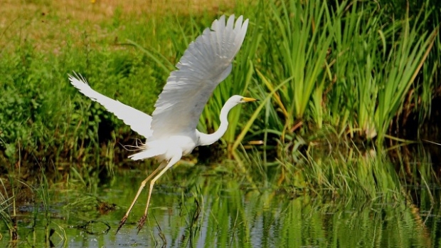 rezervatiadelteidunarii