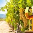 Alina Iancu, CrameRomania.ro: “Dezvoltarea turismului viticol presupune investiții în locuri de cazare, în săli de degustare, dar mai ales în oameni”