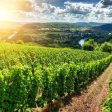 Internaționalizarea turismului vini-viticol din Dealu Mare