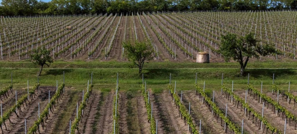 Cinci medalii pentru vinurile ISSA la Berliner Wine Trophy